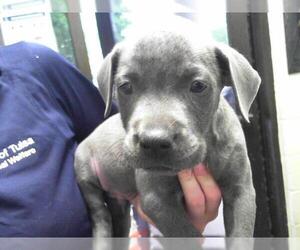 American Bulldog Dogs for adoption in Tulsa, OK, USA