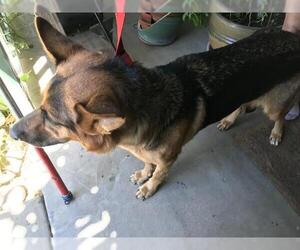 Medium Photo #1 German Shepherd Dog Puppy For Sale in Modesto, CA, USA
