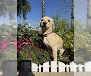 Dachsador Dogs for adoption in Chula Vista, CA, USA