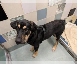 Black and Tan Coonhound Dogs for adoption in Plano, TX, USA