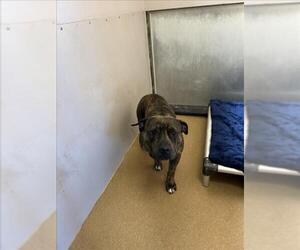 American Pit Bull Terrier Dogs for adoption in Martinez, CA, USA