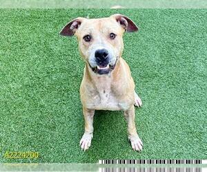 Boxer-Unknown Mix Dogs for adoption in West Palm Beach, FL, USA