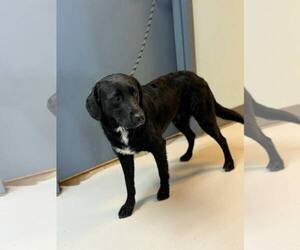 Medium Photo #1 Labrador Retriever Puppy For Sale in Pryor, OK, USA