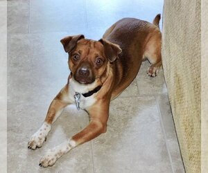 Chug Dogs for adoption in Minneapolis, MN, USA
