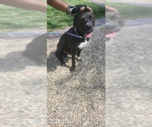 American Staffordshire Terrier-Unknown Mix Dogs for adoption in San Antonio, TX, USA