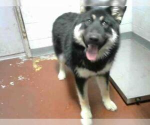 German Shepherd Dog Dogs for adoption in Atlanta, GA, USA