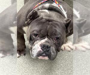 American Pit Bull Terrier-Unknown Mix Dogs for adoption in Las Vegas, NV, USA