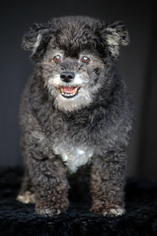 Poodle (Miniature) Dogs for adoption in San Pedro, CA, USA