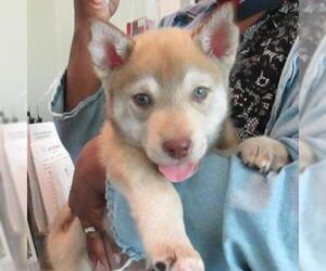 Siberian Husky Dogs for adoption in Pleasanton, CA, USA