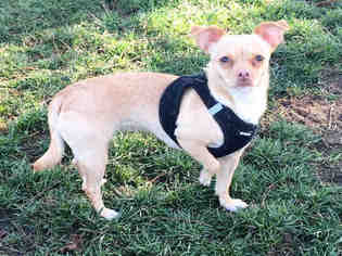 Chiweenie Dogs for adoption in Oakdale, CA, USA