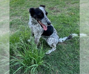 Mutt Dogs for adoption in Winter Park, CO, USA
