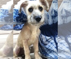 Mutt Dogs for adoption in Dana Point, CA, USA