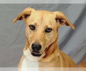 Mutt Dogs for adoption in Anniston, AL, USA