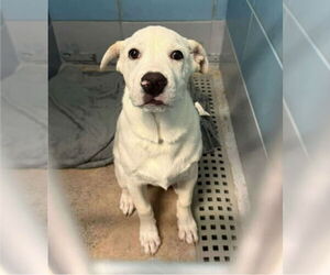 Labrenees Dogs for adoption in Lakewood, CO, USA