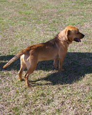 Dachshund-Labrador Retriever Mix Dogs for adoption in Fletcher, NC, USA
