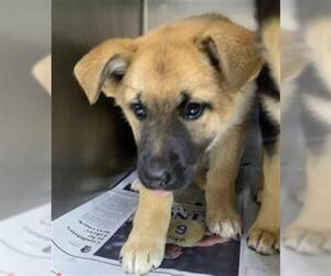 German Shepherd Dog-Unknown Mix Dogs for adoption in Visalia, CA, USA