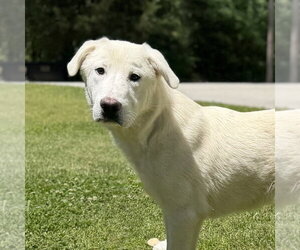 Great Pyrenees Dogs for adoption in Yardley, PA, USA