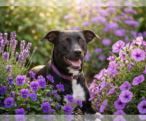 Borador Dogs for adoption in Grovertown, IN, USA