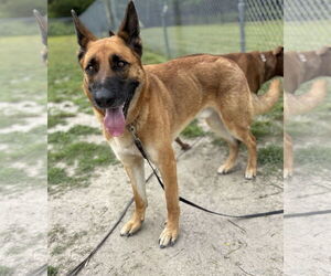German Shepherd Dog Dogs for adoption in Virginia Beach, VA, USA