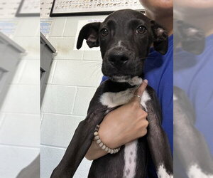 German Shorthaired Pointer-Unknown Mix Dogs for adoption in Corpus Christi, TX, USA