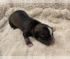Mutt Dogs for adoption in Corona, CA, USA