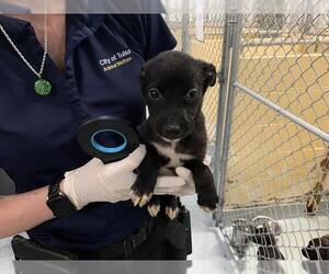 German Shepherd Dog-Unknown Mix Dogs for adoption in Tulsa, OK, USA