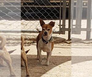 Jack Russell Terrier Dogs for adoption in Tonopah, AZ, USA