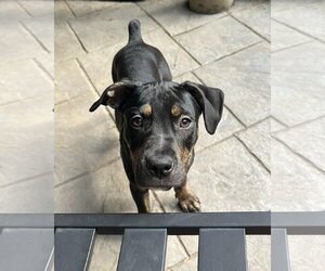 Labrador Retriever-Unknown Mix Dogs for adoption in Glenwood, GA, USA