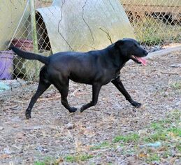 Labrador Retriever Dogs for adoption in Rock Hill, SC, USA