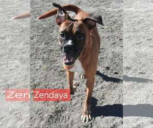 Boxer-Unknown Mix Dogs for adoption in Minneapolis, MN, USA