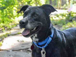 Labrador Retriever Dogs for adoption in Pittsburgh, PA, USA
