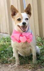 Medium Photo #1 Rat-Cha Puppy For Sale in Bandera, TX, USA