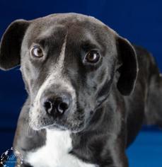 Medium Photo #1 Labrador Retriever-Unknown Mix Puppy For Sale in Tupelo, MS, USA
