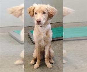 Golden Retriever-Unknown Mix Dogs for adoption in Camarillo, CA, USA