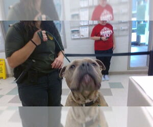 American Bulldog-Unknown Mix Dogs for adoption in Oklahoma City, OK, USA