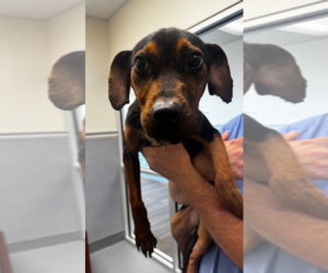 Mutt Dogs for adoption in Hilton Head, SC, USA