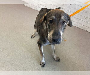 German Shepherd Dog-Unknown Mix Dogs for adoption in San Bernardino, CA, USA