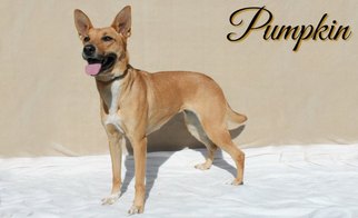 Medium Photo #1 German Shepherd Dog-Mountain Cur Mix Puppy For Sale in Houston, MO, USA