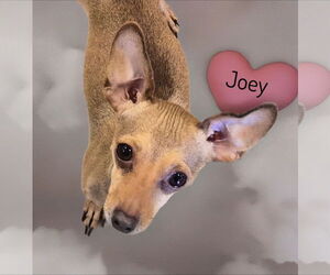 Chihuahua Dogs for adoption in Phelan, CA, USA