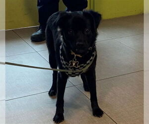 Chihuahua-Unknown Mix Dogs for adoption in Rancho Cucamonga, CA, USA