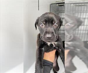 Medium Photo #1 Labrador Retriever-Unknown Mix Puppy For Sale in Houston, TX, USA
