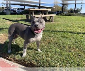 American Pit Bull Terrier Dogs for adoption in Riverside, CA, USA