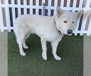 Siberian Husky Dogs for adoption in Modesto, CA, USA