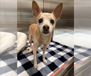 Chihuahua Dogs for adoption in Tracy, CA, USA