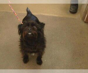 Affenpinscher Dogs for adoption in Sacramento, CA, USA