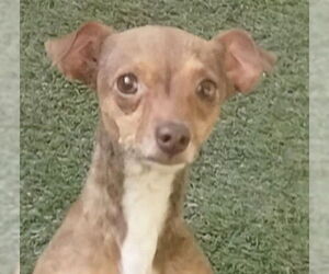 Chihuahua-Unknown Mix Dogs for adoption in Oakland Park, FL, USA