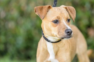 Bogle Dogs for adoption in El Cajon, CA, USA