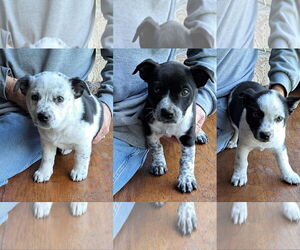 Boston Terrier-Unknown Mix Dogs for adoption in Vernon, IN, USA