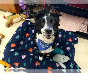 Border Collie-Unknown Mix Dogs for adoption in McKinleyville, CA, USA