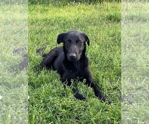 Labrador Retriever-Unknown Mix Dogs for adoption in Scottsboro, AL, USA